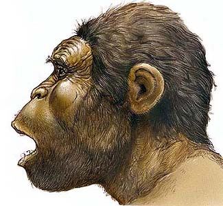 australopithecus1.jpg