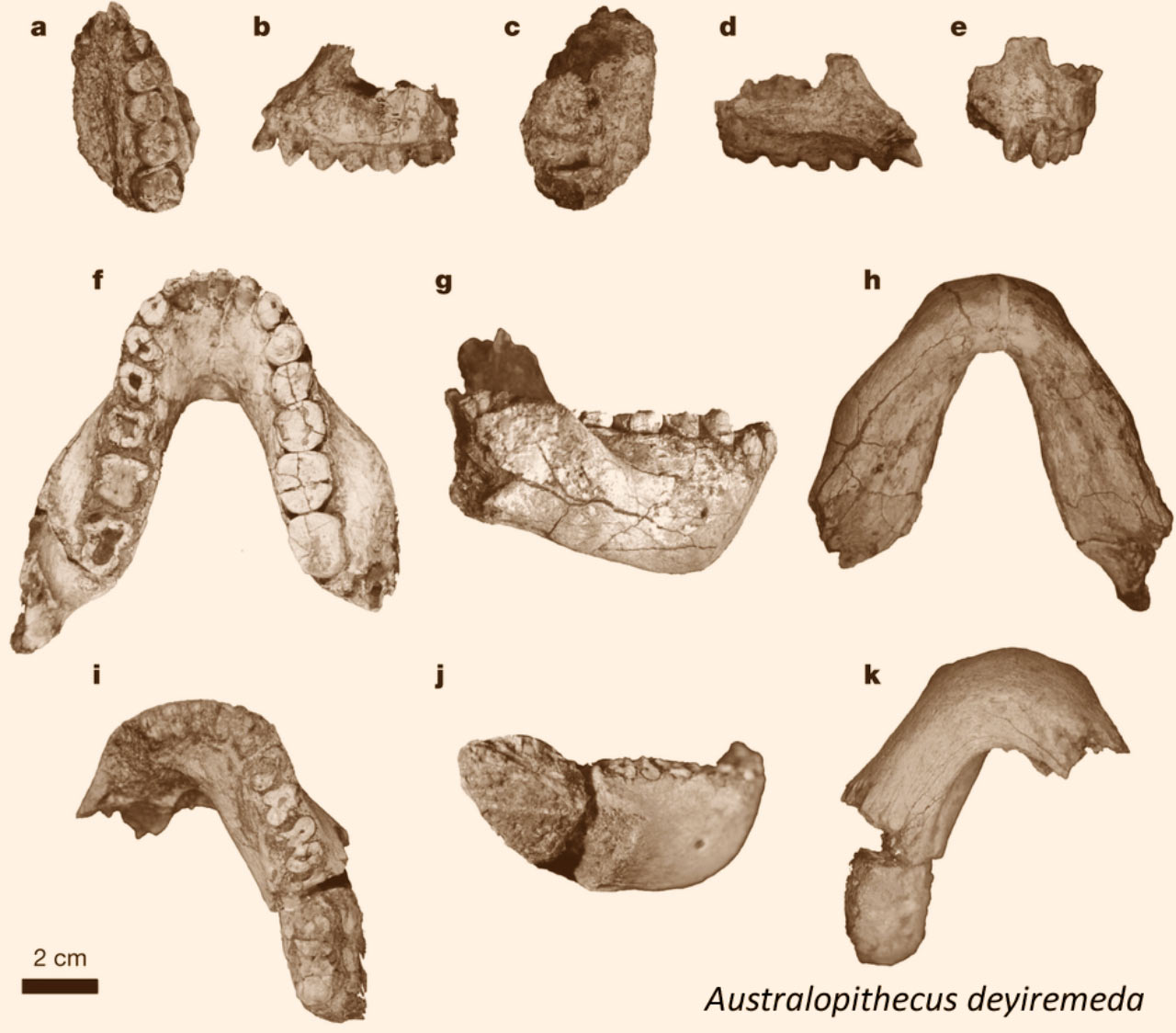 image_2848_3e-Australopithecus-deyiremeda.jpg