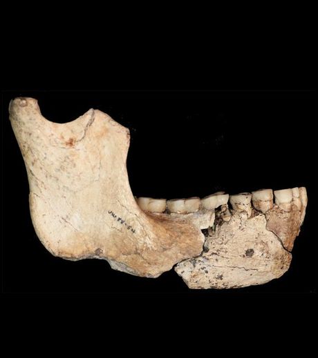 la-machoire-inferieure-de-la-jeune-femelle-australopithecus-sediba_58925_w460.jpg