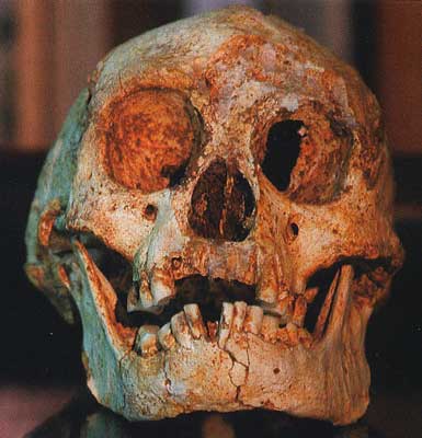 floresiensis.jpg