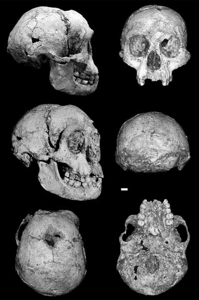 floresiensis_4.jpg