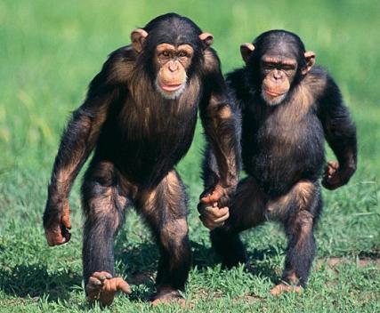 chimpanze_bipedie.jpg