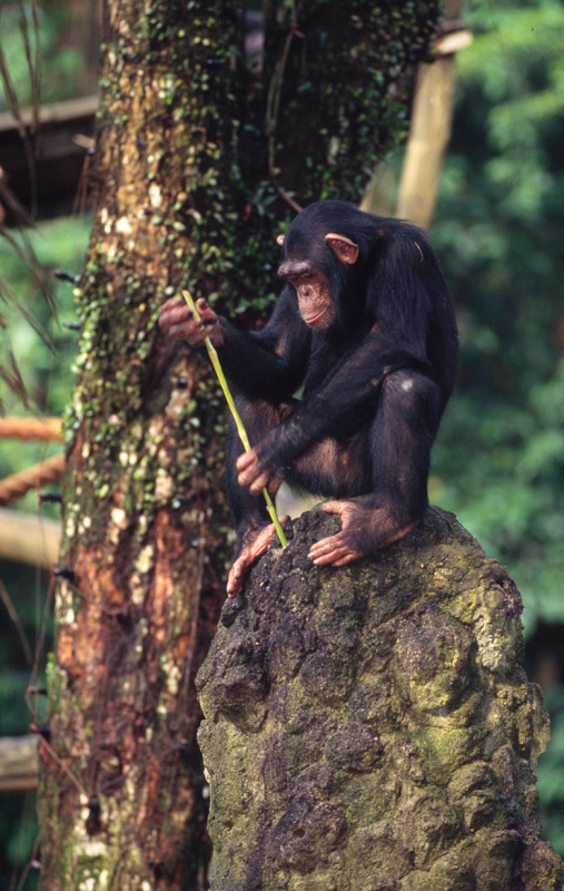 chimpanze_outil_2.jpg