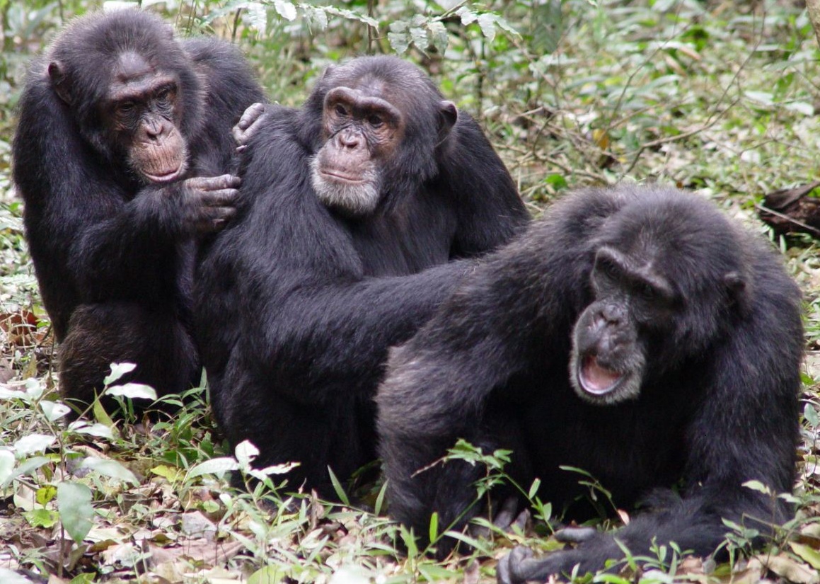 chimpanzee_groupe.jpg